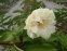 Півонія "Балерина" (Paeonia "Ballerina") - 3