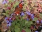 Цератостигма плюмбагоподібна (Ceratostigma plumbaginoides) - 2