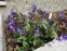 Медунка цукрова "Місіс Мун" (Pulmonaria saccharata "Mrs Moon") - 3