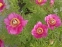 Півонія лікарська (Paeonia officinalis) - 4