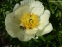 Півонія "Мунрайз" (Paeonia "Moonrise") - 4