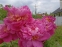 Півонія "Фезе Топ" (Paeonia "Feather Top") - 5