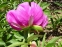 Півонія "Хонор" (Paeonia "Honor") - 3