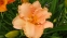 Лілійник "Елізабет Солтер" (Hemerocallis "Elizabeth Salter") - 3