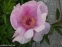 Півонія "Лавендер" (Paeonia "Lavender") - 1