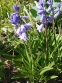 Гіацинтоід іспанський "Блю" (Hyacinthoides hispanica "Blue") - 2