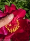 Півонія "Постільйон" (Paeonia "Postillion") - 9