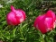Півонія "Флейм" (Paeonia "Flame") - 5