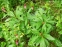 ﻿Лілія лісова (Lilium martagon) - 4