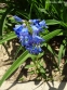 Пенстемон альпійський (Penstemon alpinus Ton.) - 3
