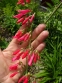 Пенстемон бородатий (Penstemon barbatus) - 5
