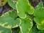 Бруннера великолиста "Хадспен Крім" (Вrunnera macrophylla "Hadspen Cream") - 3