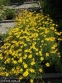 Кореопсис кільчастий "Загреб" (Coreopsis verticillata "Zagreb") - 5