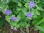 Герань Ренарда "Філіпп Вапель" (Geranium renardii "Philippe Vapelle") - 5