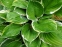 Хоста Форчуна вар. Ауреомаргіната (Hosta fortunei var. aureomarginata) - 4