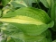 Хоста "Стриптиз" (Hosta "Striptease") - 1