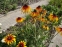 Рудбекія двоколірна (Rudbeckia bicolor) - 3