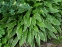 Хоста "Стілетто" (Hosta "Stiletto") - 1