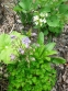 Орлики звичайні "Вінкі Ірлі Скай Блу" (Aquilegia vulgaris "Winky Early Sky Blue") - 1