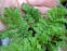Пижмо звичайне "Кріспа" (Tanacetum vulgare "Crispa") - 2