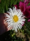 Королиця "Олд Корт" (Leucanthemum x superbum "Old Сourt") - 2