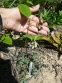 Орлики зеленоквіткові "Шоколадний солдатик" (Aquilegia viridiflora "Chocolate Soldier" - 1