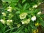 Чемерник гібридний "Харвінгтон Дабл Вайт Спеклед" (Helleborus x hybridus "Harvington Double White Speckled") - 5