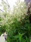 Гірчак мінливий (Persicaria polymorpha) - 9