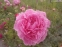 Півонія "Зе Фон" (Paeonia "The Fawn") - 3