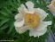 Півонія "Санні Дей" (Paeonia "Sunny Day") - 6
