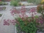 Астранція велика "Ред Джойс" (Astrantia major "Red Joyce")  - 2