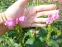 Хелоне коса "Розеа" (Chelone obliqua "Rosea") - 2
