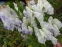 Аконіт Карміхеля "Клауді" (Aconitum "Cloudy") - 1