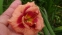 Лілійник "Джаст май Сайз" (Hemerocallis "Just my Size") - 4