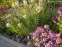 Амсонія табермонтана (Amsonia tabernaemontana) - 5