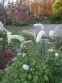 Клопогін простий "Вайт Перл" (Cimicifuga simplex "White Pearl") - 1