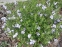 Руеллія приземиста або низька (Ruellia humilis) - 1