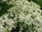 Клематіс прямий (Clematis recta) - 5