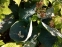 Хоста "Абіква Дрінкінг Гоурд" (Hosta "Abiqua Drinking Gourd") - 7