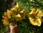 Лілійник "Крокодайл Ай" (Hemerocallis "Crocodile Eye") - 2