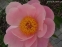 Півонія "Фейсфул Дрім" (Paeonia "Faithful Dream") - 4