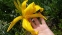 Лілійник спайдер (Hemerocallis spider) - 2