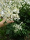 Клематіс прямий (Clematis recta) - 2
