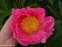 Півонія "Пінк Баблс" (Paeonia "Pink Bubbles") - 7