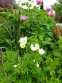 Анемона лісова (Anemone sylvestris) - 1
