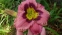 Лілійник "Олвейс Афтенун" (Hemerocallis "Always Afternoon") - 1