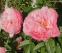 Півонія "Фейсфул Дрім" (Paeonia "Faithful Dream") - 1