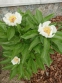 Півонія "Серафім" (Paeonia "Seraphim") - 5
