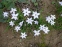 Іфейон одноквітковий "Віслі Блю" (Ipheion uniflorum "Wisley Blue") - 3