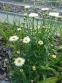 Королиця "Реал Гелаксі" (Leucanthemum x superbum "Real Galaxу") - 6